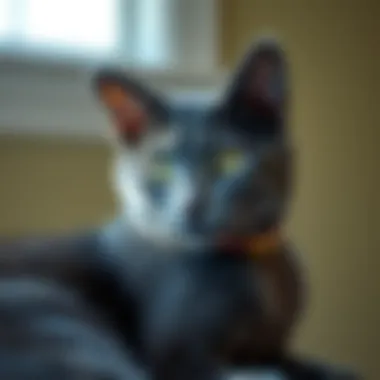 Magnificent Acquiring a Russian Blue Cat in Virginia: A Comprehensive Guide Magnificent Acquiring a Russian Blue Cat in Virginia: A Comprehensive Guide
