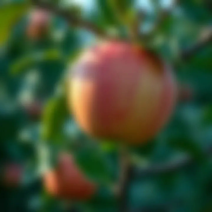 Magnificent Cultivating an Apple Tree from Seed Magnificent Cultivating an Apple Tree from Seed
