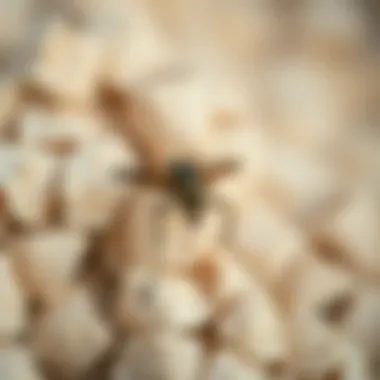 Magnificent Effective Methods to Manage Black Gnats in Domestic Environments Magnificent Effective Methods to Manage Black Gnats in Domestic Environments