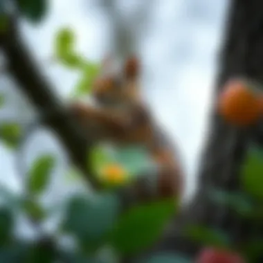 Magnificent Effective Strategies to Deter Squirrels from Fruit Trees Magnificent Effective Strategies to Deter Squirrels from Fruit Trees