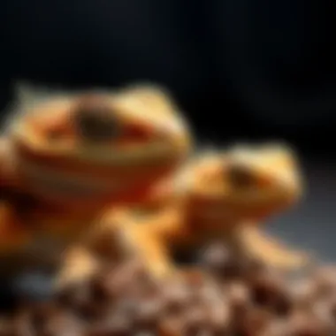 Magnificent Nutritional Considerations for Bearded Dragons Magnificent Nutritional Considerations for Bearded Dragons