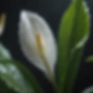 Serene Peace Lily Blossom with Dew Close-up of peace lily flower with droplets