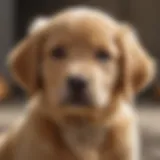 Nutritional benefits of Royal Canin for Golden Retriever puppies