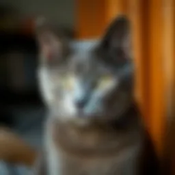 Acquiring a Russian Blue Cat in Virginia: A Comprehensive Guide Introduction