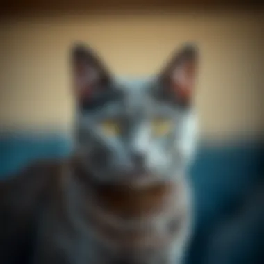 Notable Acquiring a Russian Blue Cat in Virginia: A Comprehensive Guide Notable Acquiring a Russian Blue Cat in Virginia: A Comprehensive Guide