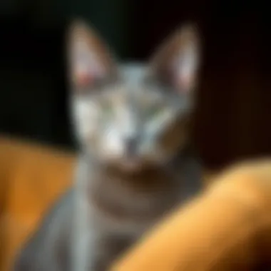 Acquiring a Russian Blue Cat in Virginia: A Comprehensive Guide Summary Acquiring a Russian Blue Cat in Virginia: A Comprehensive Guide Summary
