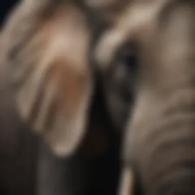 Close-Up of an Elephant's Textured Skin Close-up of an elephant's textured skin