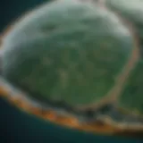 Detailed view of green sea turtle shell exhibiting unique coloration patterns