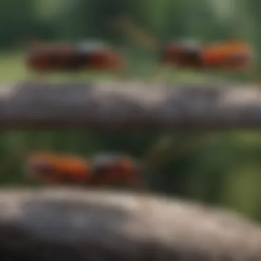 Comparison of Assassin Bug Species Comparison of various assassin bug species for identification