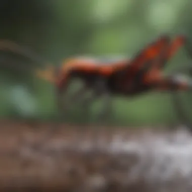Distinctive Features of Assassin Bugs Close-up view of an assassin bug showcasing its distinctive features