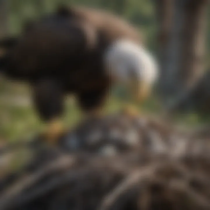 Bald eagle nest showcasing the intricacies of their breeding grounds.