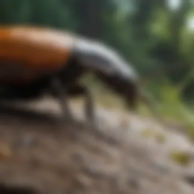 The Vital Ecological Roles of Beetles Ecological Role of Beetles