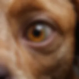 Canine ear examination showcasing signs of ear mites