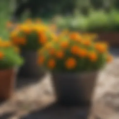 Bright Potted Marigolds in a Garden Setting
