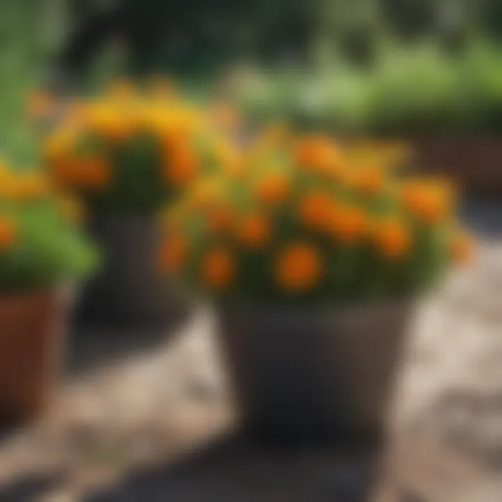 Bright Potted Marigolds in a Garden Setting