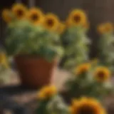 Colorful Potted Sunflowers in Bloom