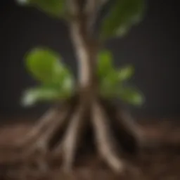 Close-up of fiddle leaf fig roots in healthy soil