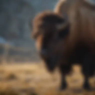 Cultural artifacts that symbolize the significance of bison in Indigenous traditions.