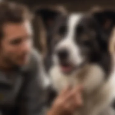 Creating a Positive Grooming Experience A Border Collie owner grooming their pet in a calm environment