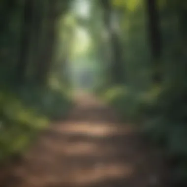 Hiking trail leading through a dense forest in Dallas