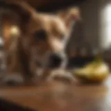 A dog curiously inspecting a banana on a table.