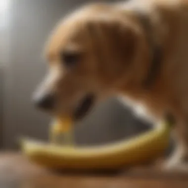 A dog enjoying a slice of banana in a safe feeding environment.