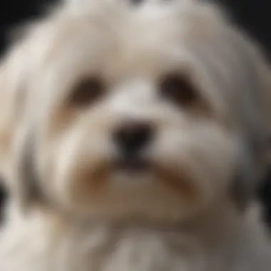 Close-up of a Havanese coat showing its unique texture