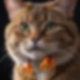 Cat wearing claw caps, showcasing a colorful design