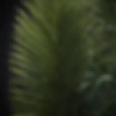 Detailed View of Majesty Palm Foliage Close-up of Majesty Palm leaves showcasing their texture