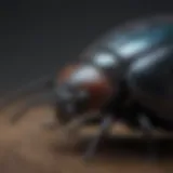 A close-up of a common household beetle showcasing its unique features.