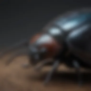 A close-up of a common household beetle showcasing its unique features.