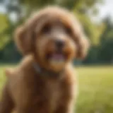 Mini Labradoodle showcasing its playful nature in a sunny park