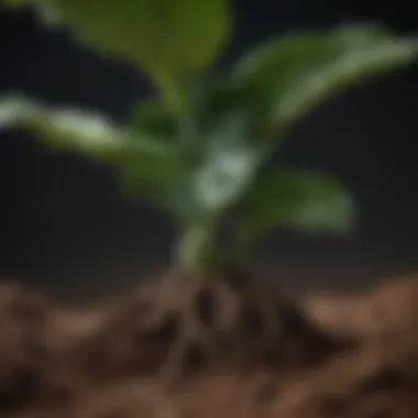Soil for Fiddle Leaf Fig with Proper Drainage Close-up of fiddle leaf fig soil showcasing proper drainage