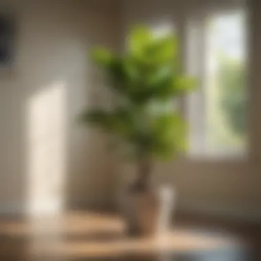Fiddle Leaf Fig in Bright Light Fiddle leaf fig plant positioned in a sunlit room