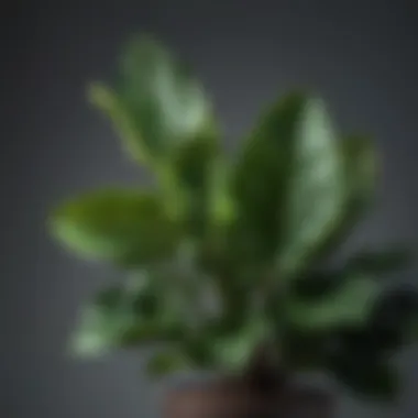 Vibrant Fiddle Leaf Fig Leaves Lush fiddle leaf fig leaves showcasing vibrant green color