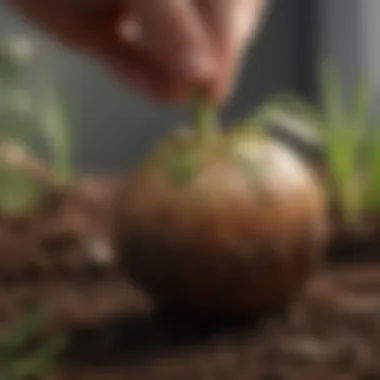 Close-up of hyacinth bulb planting technique