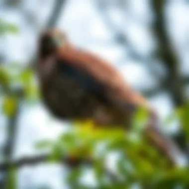 A close-up of a hawk perched on a branch