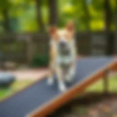 Safety features highlighted on an outdoor dog ramp