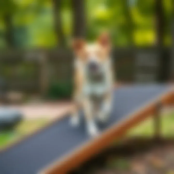 Safety features highlighted on an outdoor dog ramp