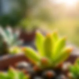 Close-up of a vibrant small succulent in bright sunlight