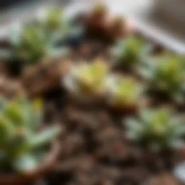 Different Soil Types for Succulents Selection of various soil types suitable for succulents