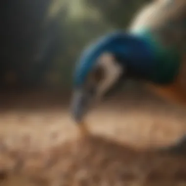 Close-up of peafowl pecking at a variety of seeds and grains