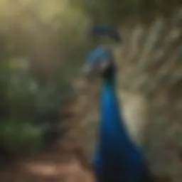 A vibrant peafowl displaying its feathers in a natural setting