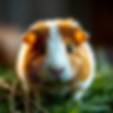 Comprehensive Guide to Guinea Pig Nutrition Summary Comprehensive Guide to Guinea Pig Nutrition Summary
