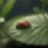 Close-up of ladybugs on a leaf