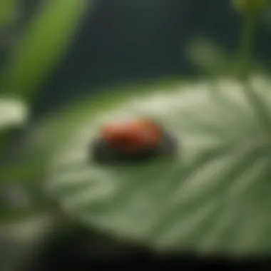 Close-up of Ladybugs on a Leaf Close-up of ladybugs on a leaf