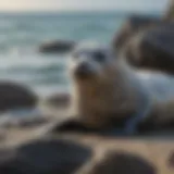 Harbor seal basking on a rocky shore