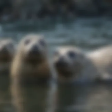 Harbor seals interacting in their natural habitat