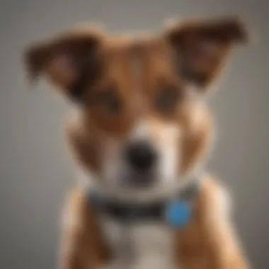 A dog with a microchip identification tag on its collar.