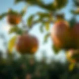 Cultivating an Apple Tree from Seed Introduction